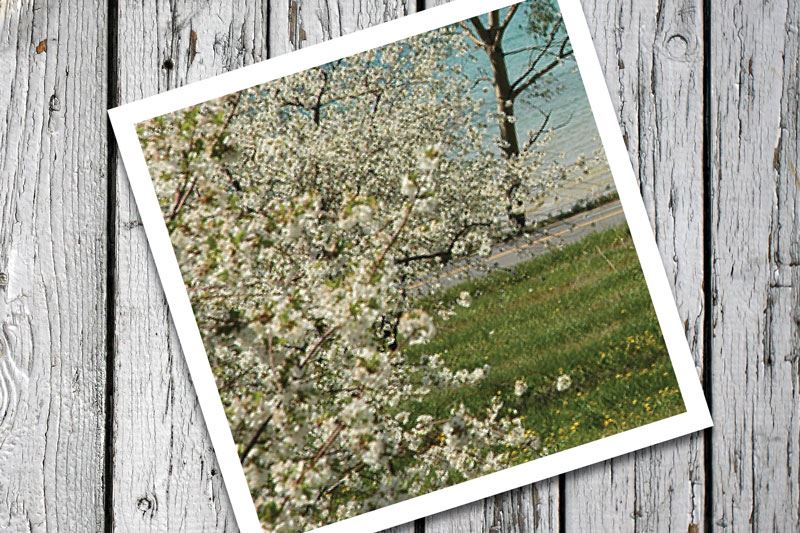 Meijer Festival of Races presented by Cherry Bay Orchards photo 1