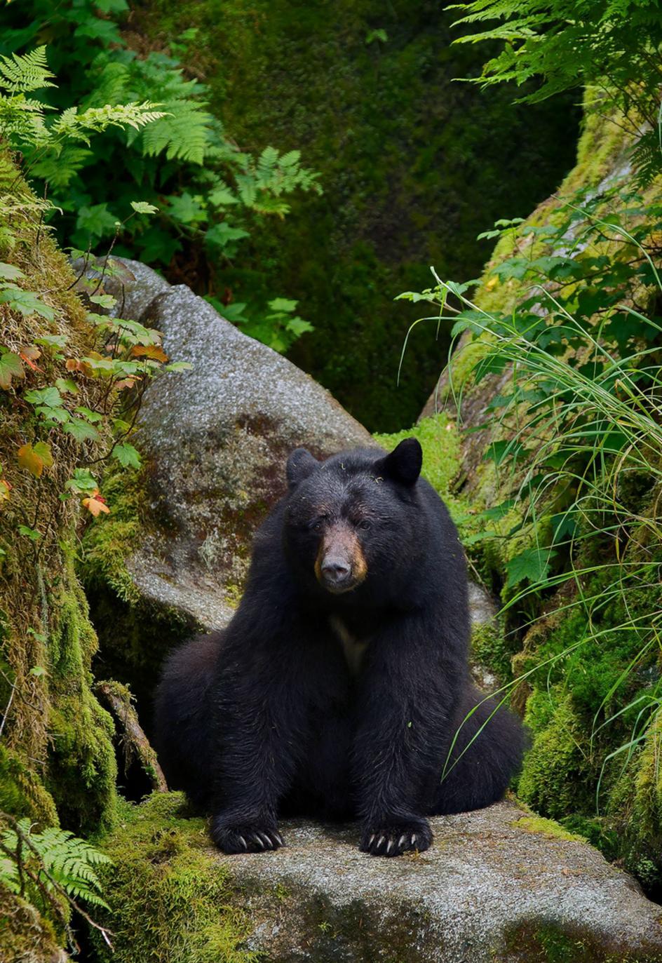 Bearfest Marathon photo 5