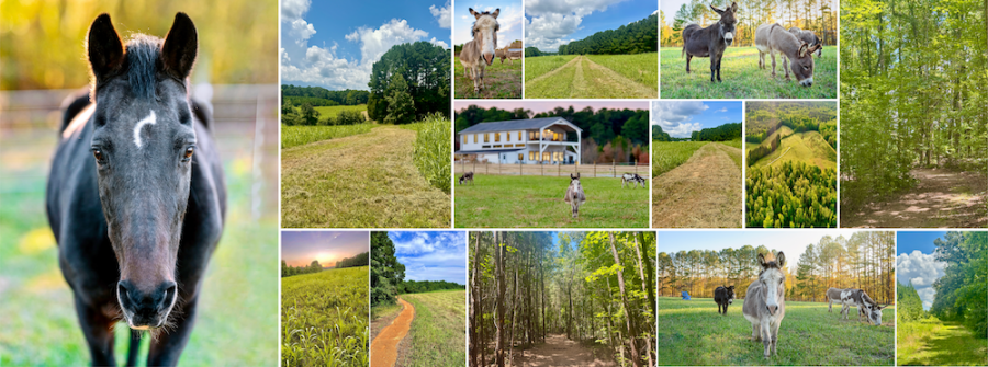 Blue Heaven Trail Fest photo 2