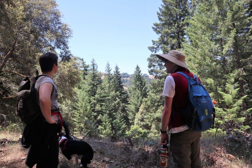 Noyo Headlands Race photo 4