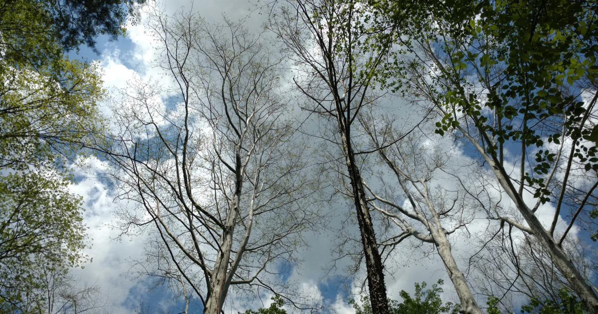 Buckeye Trail Blue Blaze Festival - Half Marathon, 10K, 5K Run, Hike and Backpack photo 3