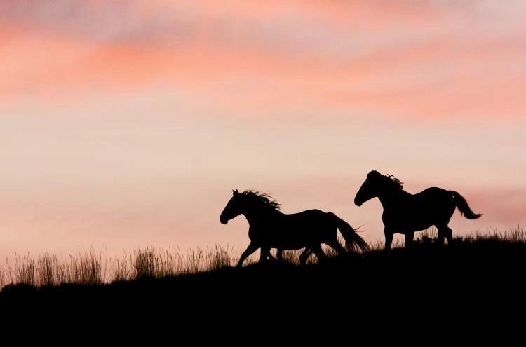 Run With the Horses Marathon photo 1