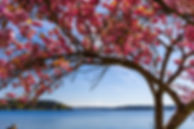 Seattle Cherry Blossom Run photo 4