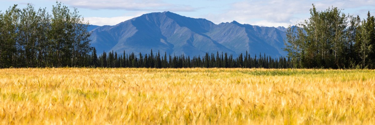 Delta Junction Barley Half Marathon photo 3