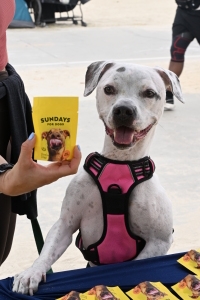 Dog Days of Summer – 5K, 10K, 10M, and Half Marathon photo 1