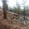 Paiute Meadows Trail Run photo 4