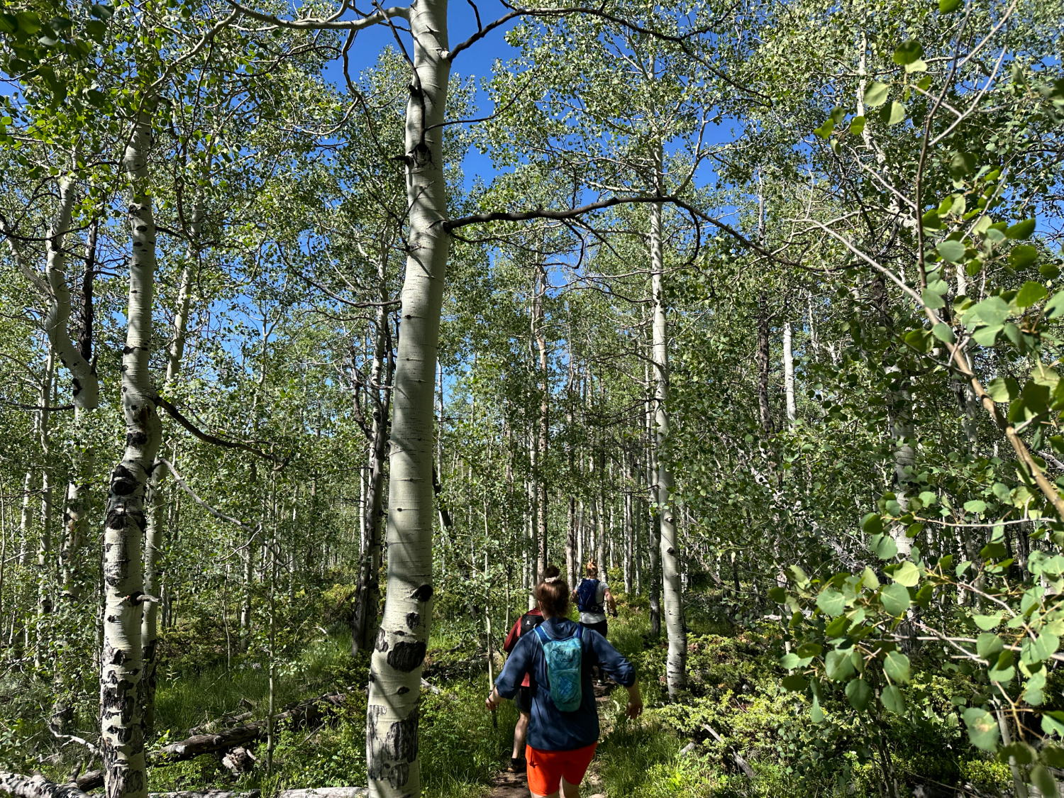 Summits Trail Runs photo 5