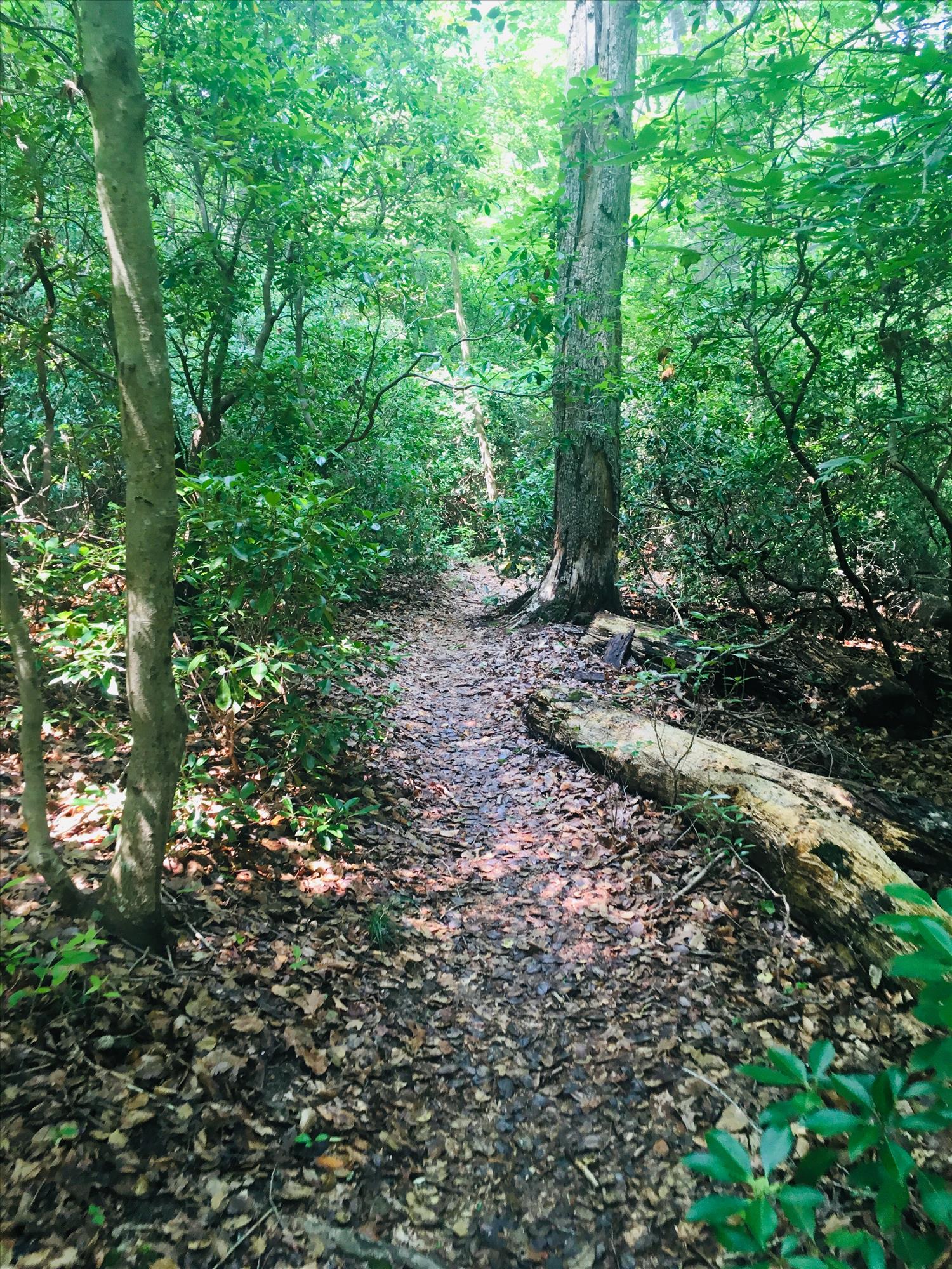 Taskinas Creek Half Marathon photo 6