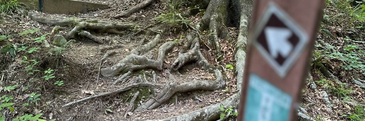 Run With The Squirrels photo 2