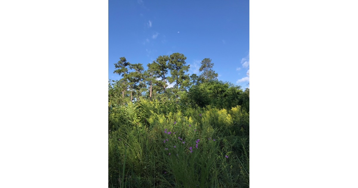 GWTC Pine Run 20K at Tall Timbers photo 2