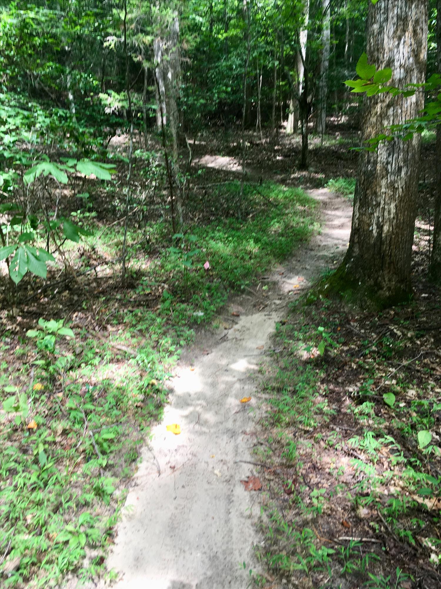 Taskinas Creek Half Marathon photo 8