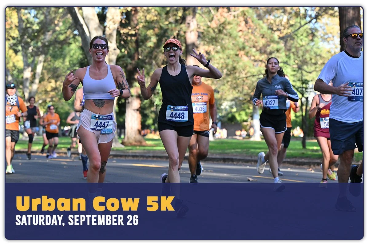 Urban Cow Half Marathon photo 2