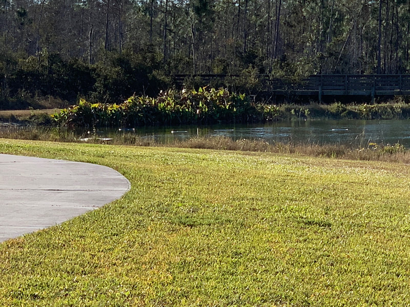 Naples Paradise Coast Half Marathon photo 5